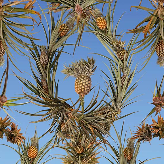 pineapple brisbane at dusk