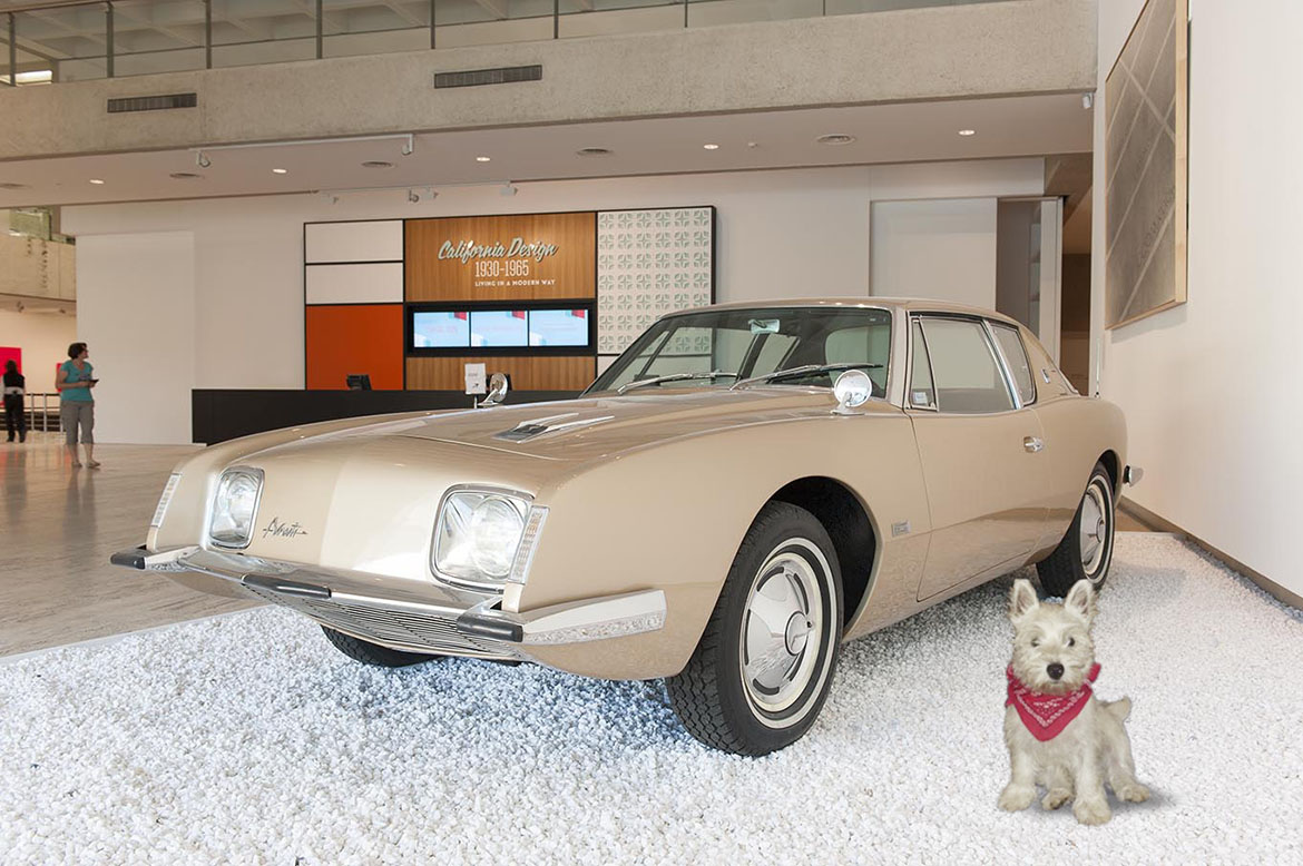 Ziggy visits 'California Design: 1930–1965. Living in a Modern Way’ and has his photo taken next to the Avanti 1961 manufactured 1963–64.